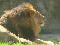 Löwe im Wuppertaler Zoo von chris65