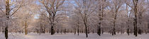 Winter im Park - Baumstammpanorama von magdeburgerin