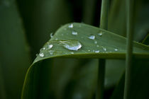 Regentropfen auf einem Tulpenblatt by magdeburgerin