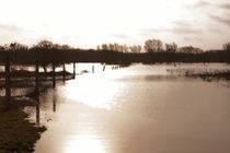Hochwasser by magdeburgerin