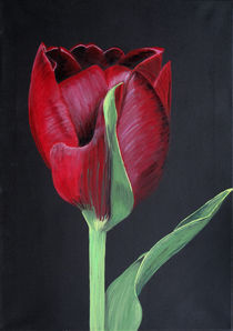 Tulip by Barbara Vapenik
