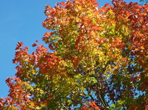 die Farben des Herbstes von Eva Hedbabny