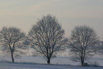 Bäume in der kalten Winterpracht von carlekolumna