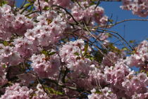 Kirschblüte von carlekolumna