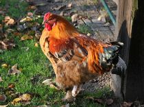 Huhn von carlekolumna