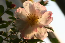 Blume im Sonnenlicht von carlekolumna