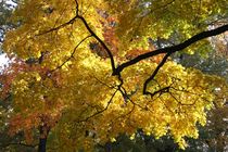 Baum im Herbstgewand von carlekolumna