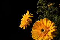 Gelbe Blumen von Martin Busch