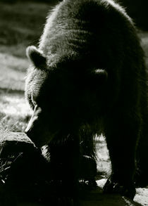 Bear von pictures-from-joe