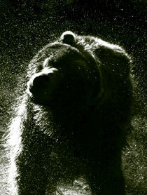 Bear II von pictures-from-joe