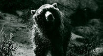 Bear III von pictures-from-joe