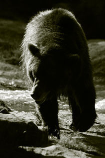 Bear IV by pictures-from-joe