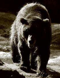 Bear V von pictures-from-joe