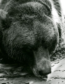 Bear VI von pictures-from-joe