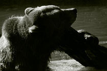 Bear VIII by pictures-from-joe