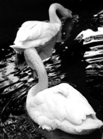 swan by pictures-from-joe