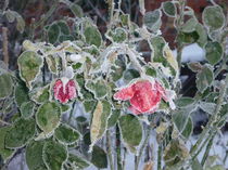 Erfrorene Rosen von Friederike Hapel
