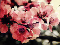 Japanese Quince by Sybille Sterk
