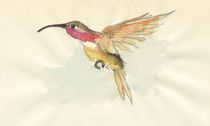Kolibri by paulbangemann