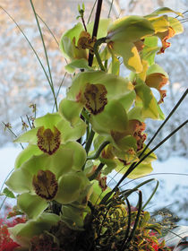 Orchidee in der Morgensonne von Marie Schmetz