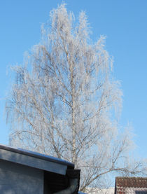 Reifer Baum im Winter von Marie Schmetz
