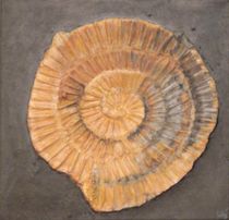 Fossilschnecke by Uschi Stoffels