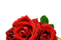 rote Rosen von Magda Fischer