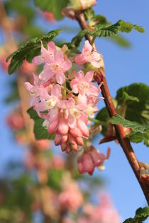 rosa Blumen von Magda Fischer
