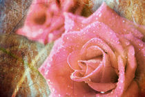 Rose Dream von Mara Bruhn