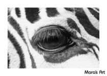 Zebra Eye von Mara Bruhn