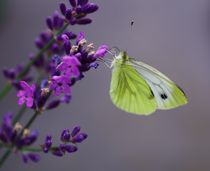 Butterfly von Tanja Riedel