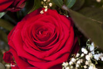 Rote Rose für Dich von Uwe Hennig