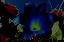 Lilie in Blue von Uwe Hennig