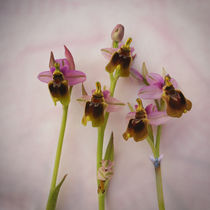 Wilde Orchideen by pahit