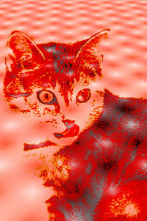 Red Cat by taoa