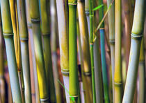 Bambuswäldchen von Jürgen Klust