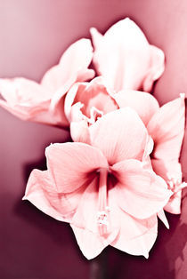 Blumen01 ROSA by Idris Ruben