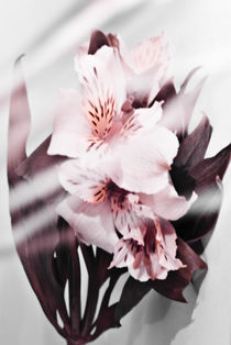 Blumen03 Versteckt von Idris Ruben