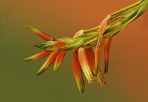 Aloe by amarantine