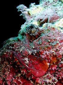 Die wunderschöne Unterwasserwelt by tonykaplan