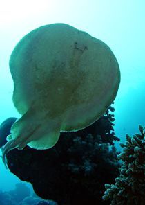 Wunderschöne Unterwasserwelt von tonykaplan