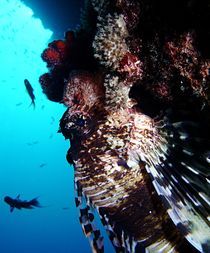 Rotfeuerfisch am Riff von tonykaplan