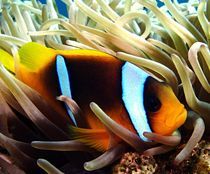 Findet Nemo von tonykaplan