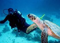 Taucher mit Meersschildkröte von tonykaplan