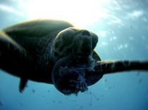 Caretta - Meeresschildkröte von tonykaplan
