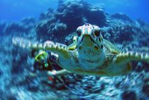 Caretta - Meeresschildkröte mit Taucher by tonykaplan