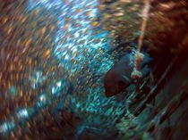 Schwarm von Glasfischen by tonykaplan