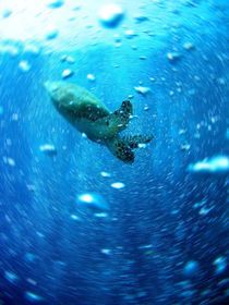Meeresschildkröte mit Wasserblasen by tonykaplan