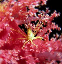 Krabbe in rosa Koralle von tonykaplan
