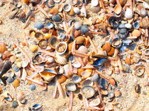 Beach Mussels by mytown